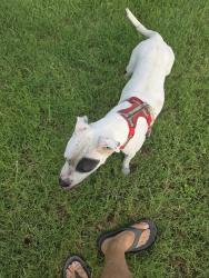 Found/Stray Female Dog last seen Park Lake and North 27th, Waco, TX 76708