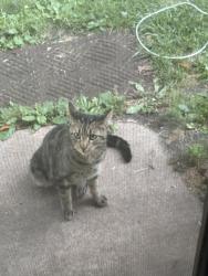 Found/Stray Unknown Cat last seen Ashland and Joseph, Fairview Heights, IL 62208
