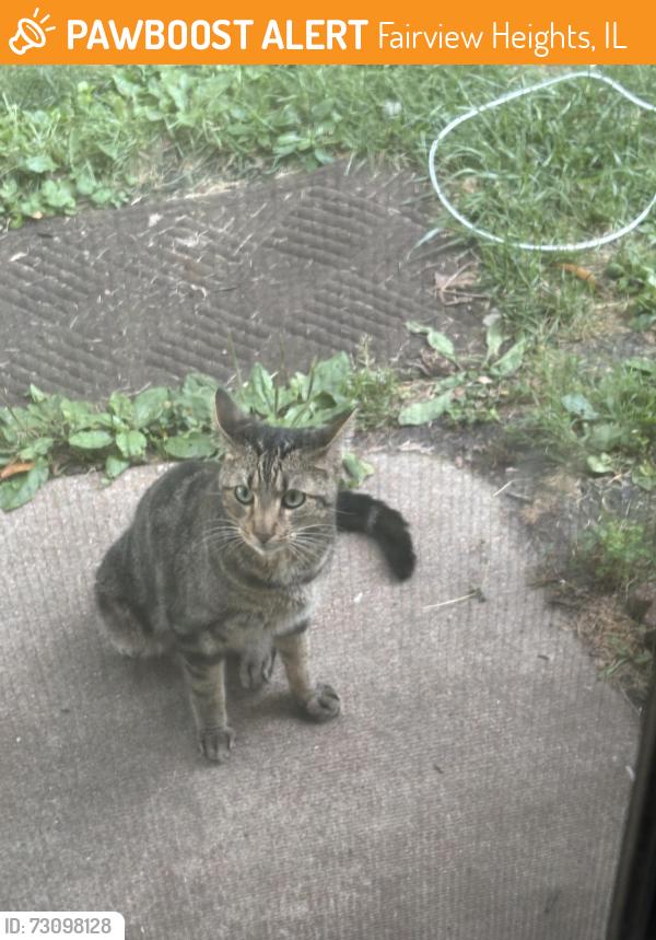 Found/Stray Unknown Cat last seen Ashland and Joseph, Fairview Heights, IL 62208