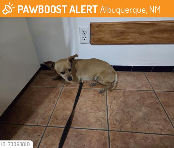 Found/Stray Male Dog last seen Golden Meadow and 4t street 87114, Albuquerque, NM 87107