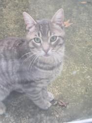 Reunited Male Cat last seen Stanton & Coats lake orion mich, Orion Township, MI 48362