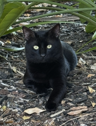 Reunited Male Cat last seen ladera ests Blvd, Lutz, FL 33548