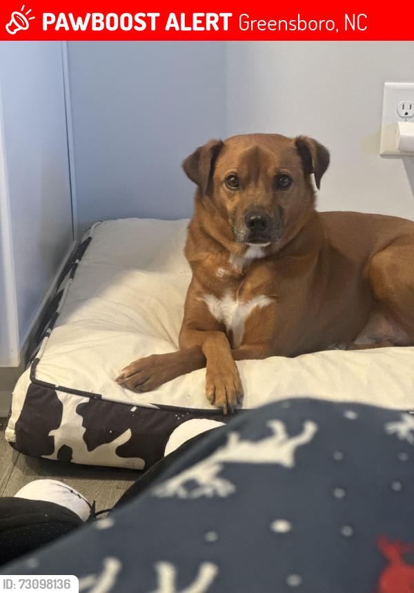 Lost Male Dog last seen Turner Smith Road, Greensboro, NC 27405