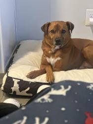 Lost Male Dog last seen Turner Smith Road, Greensboro, NC 27405