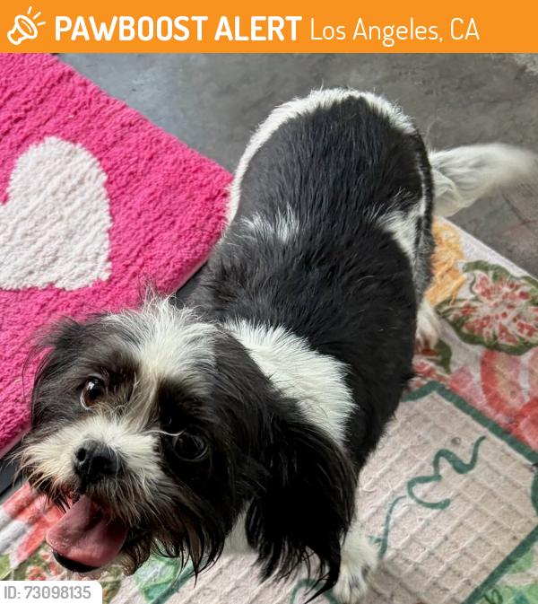 Found/Stray Female Dog last seen 6th and 52nd Street, Los Angeles, CA 90043