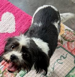 Found/Stray Female Dog last seen 6th and 52nd Street, Los Angeles, CA 90043