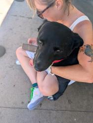 Found/Stray Male Dog last seen Fern and Cedar, San Diego, CA 92102