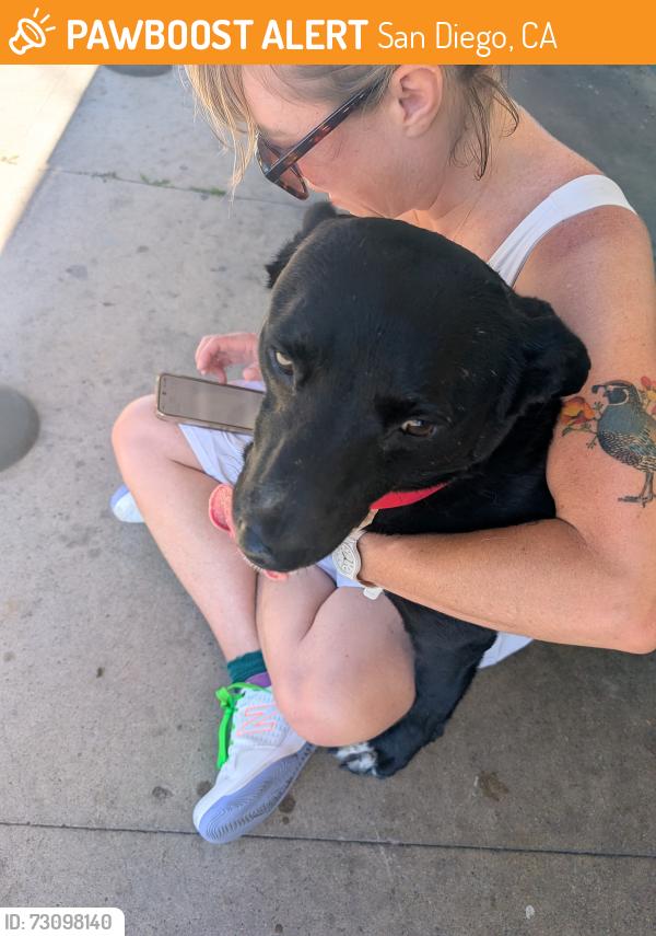 Found/Stray Male Dog last seen Fern and Cedar, San Diego, CA 92102