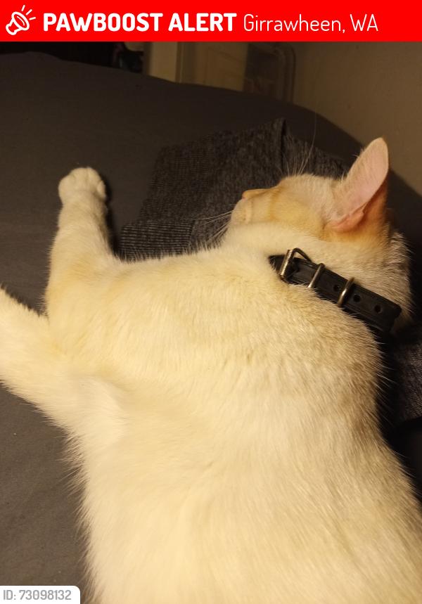 Lost Male Cat last seen Marrangaroo rd, Girrawheen, WA 6064