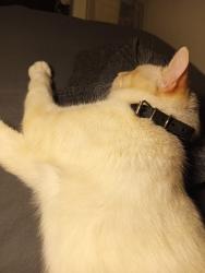 Lost Male Cat last seen Marrangaroo rd, Girrawheen, WA 6064