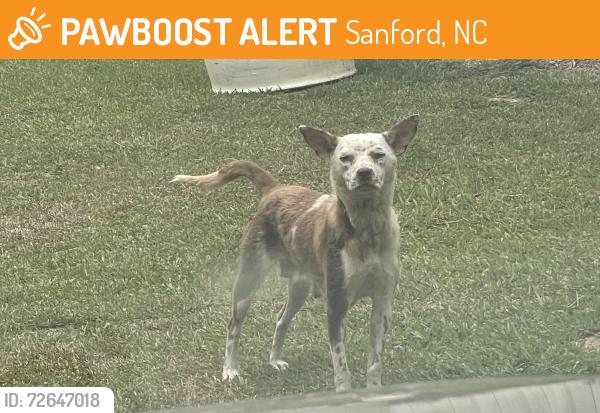 Found/Stray Female Dog last seen Carbonton rd and Plank rd intersection, Sanford, NC 27330
