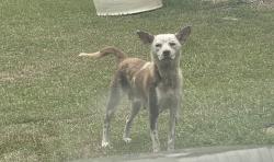 Found/Stray Female Dog last seen Carbonton rd and Plank rd intersection, Sanford, NC 27330