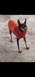Reunited Male Dog last seen Sonoma and Northrise, Las Cruces, NM 88011