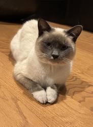 Lost Male Cat last seen Zims Auto, Broussard, LA 70518