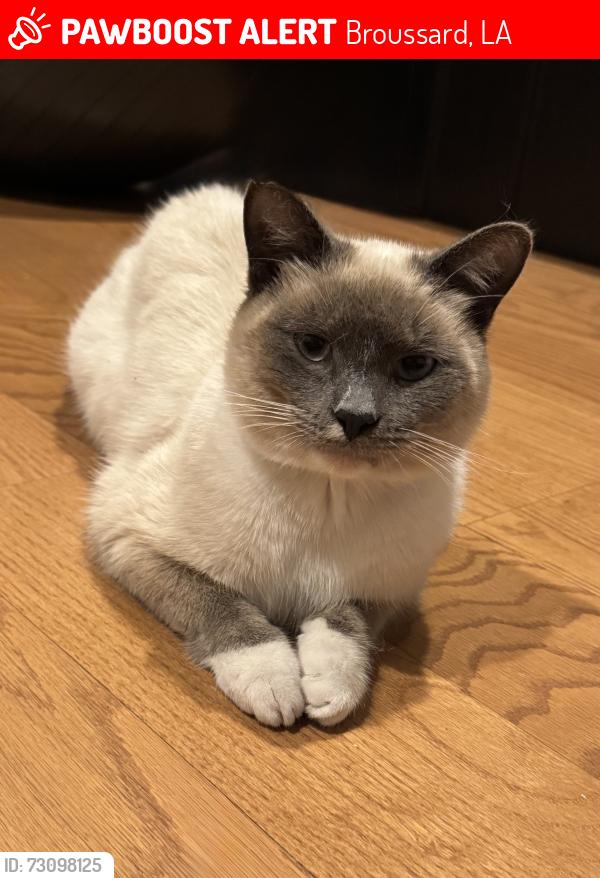 Lost Male Cat last seen Zims Auto, Broussard, LA 70518
