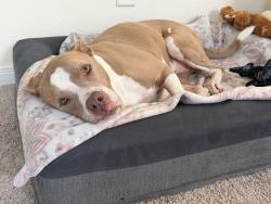 Reunited Male Dog last seen Bluejack National, Montgomery County, TX 77316