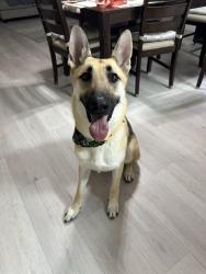 Lost Female Dog last seen Dyer and Jefferson, El Paso, TX 79930