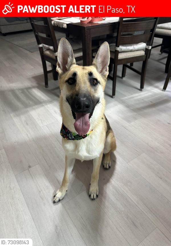 Lost Female Dog last seen Dyer and Jefferson, El Paso, TX 79930