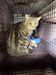 Found/Stray Male Cat last seen N 33rd Ave & W Lisbon, Phoenix, AZ 85053