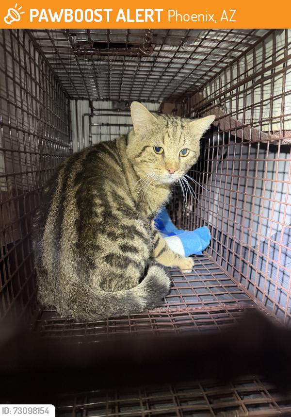 Found/Stray Male Cat last seen N 33rd Ave & W Lisbon, Phoenix, AZ 85053