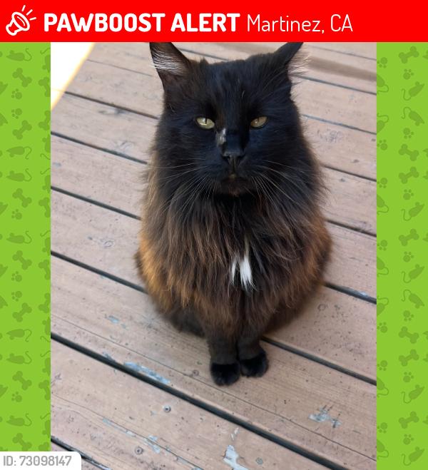 Lost Male Cat last seen Bernard Way and Elderwood Dr., Martinez, CA 94553