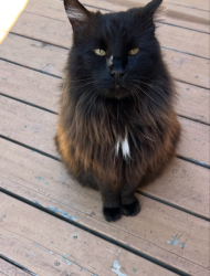 Lost Male Cat last seen Bernard Way and Elderwood Dr., Martinez, CA 94553