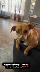 Reunited Female Dog last seen Vera Cruz, Modesto, CA 95355
