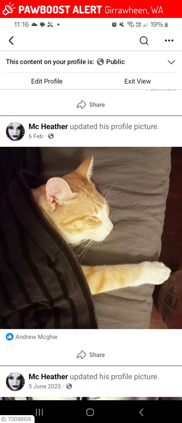Lost Male Cat last seen Marrangaroo rd, Girrawheen, WA 6064