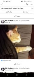 Lost Male Cat last seen Marrangaroo rd, Girrawheen, WA 6064