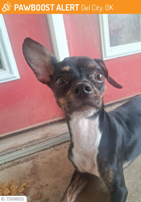 Found/Stray Male Dog last seen 44th and sunnylane area, Del City, OK 73115