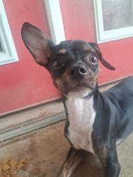 Found/Stray Male Dog last seen 44th and sunnylane area, Del City, OK 73115