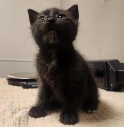 Shelter Stray Male Cat last seen Floresta garden community, SAN LEANDRO, CA, 94578, 8323 Baldwin St, Oakland, CA 94621, USA