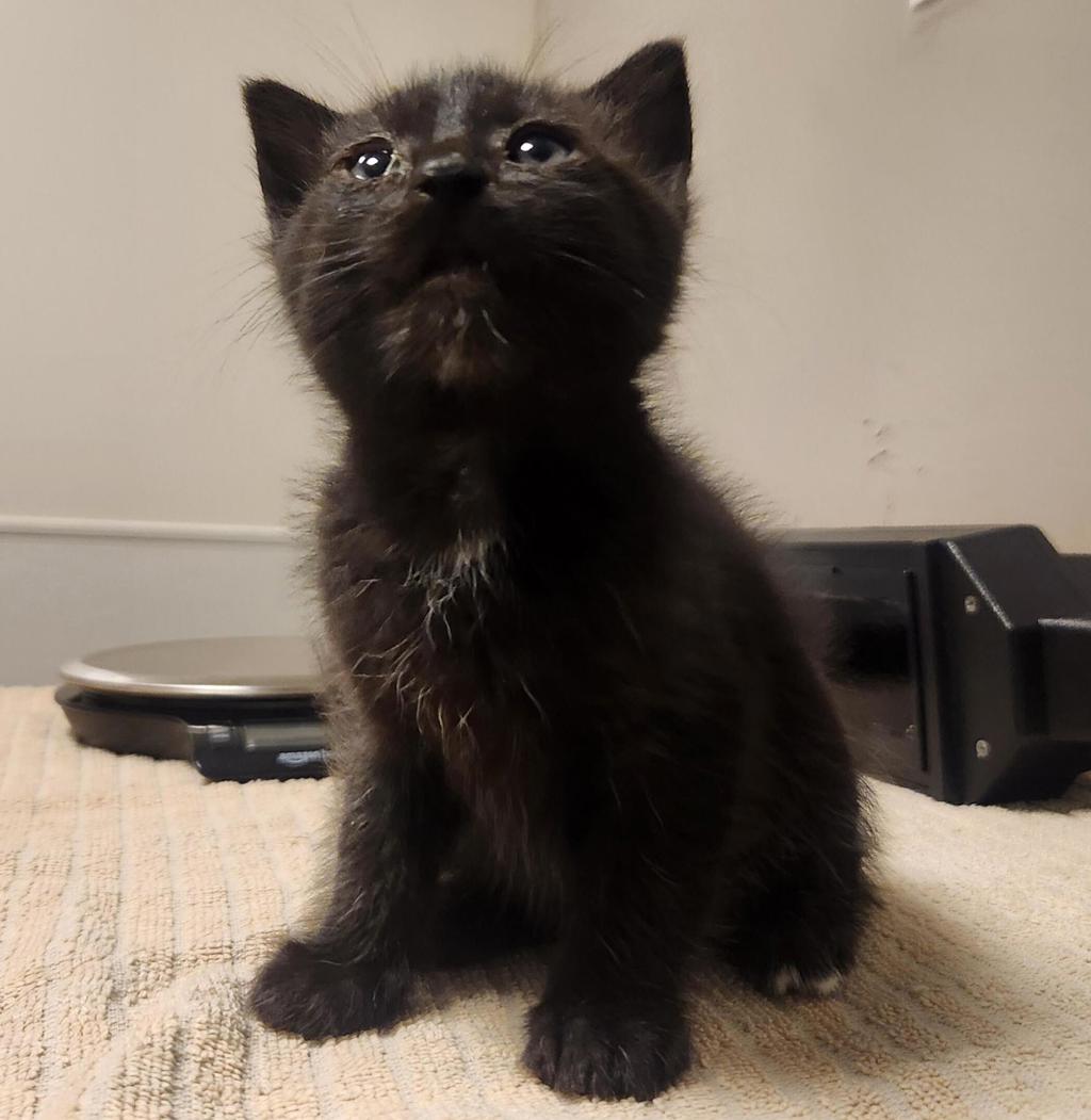 Shelter Stray Male Cat last seen Floresta garden community, SAN LEANDRO, CA, 94578, 8323 Baldwin St, Oakland, CA 94621, USA