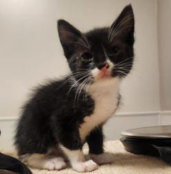Shelter Stray Male Cat last seen Floresta garden community, SAN LEANDRO, CA, 94578, 8323 Baldwin St, Oakland, CA 94621, USA