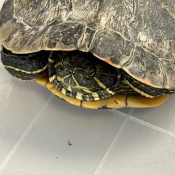Shelter Stray Female Reptile last seen Near W 14600 S, Bluffdale, UT, 84065, 511 W 3900 S, Salt Lake City, UT 84123, USA