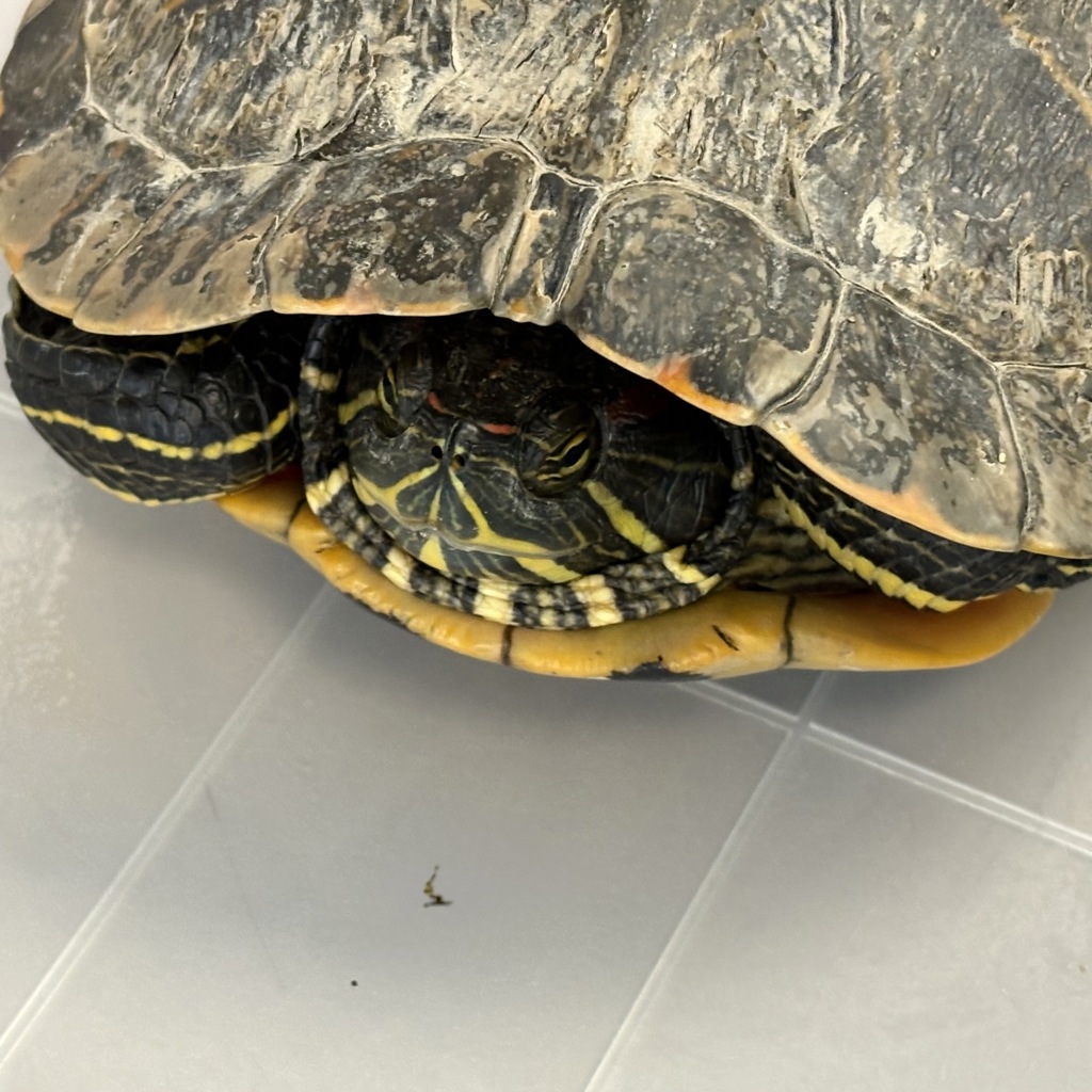 Shelter Stray Female Reptile last seen Near W 14600 S, Bluffdale, UT, 84065, 511 W 3900 S, Salt Lake City, UT 84123, USA