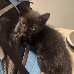 Shelter Stray Male Cat last seen Floresta garden community, SAN LEANDRO, CA, 94578, 8323 Baldwin St, Oakland, CA 94621, USA