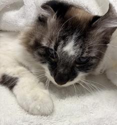 Shelter Stray Male Cat last seen Near Jonathon Place, Escondido, CA, 92027, Escondido, CA 92027, USA