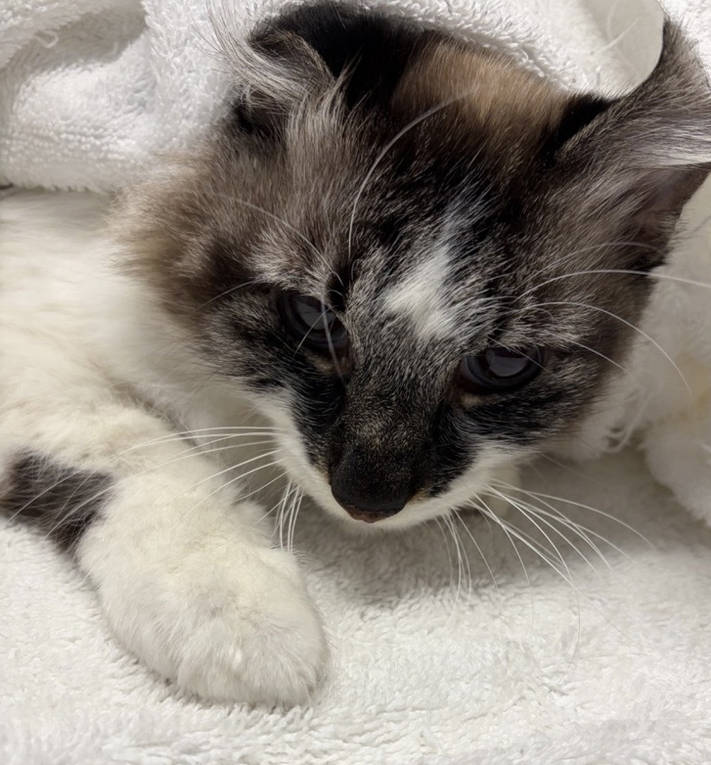 Shelter Stray Male Cat last seen Near Jonathon Place, Escondido, CA, 92027, Escondido, CA 92027, USA