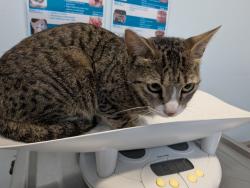 Shelter Stray Female Cat last seen 34th Street, San Diego, CA, 92104, 5500 Gaines St, San Diego, CA 92110, USA