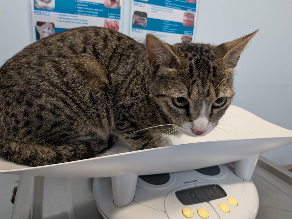Shelter Stray Female Cat last seen 34th Street, San Diego, CA, 92104, 5500 Gaines St, San Diego, CA 92110, USA