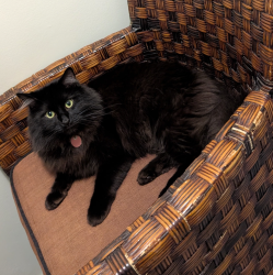 Lost Male Cat last seen Edgeburn Gardens NW, Calgary, AB T3A