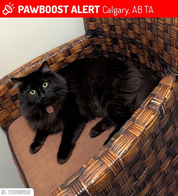 Lost Male Cat last seen Edgeburn Gardens NW, Calgary, AB T3A
