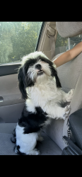 Reunited Male Dog last seen 98th and Tower, Albuquerque, NM 87121