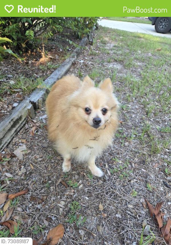 Reunited Male Dog last seen Lake Lillian, Belleview, FL, Belleview, FL 34420