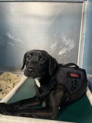 Shelter Stray Female Dog last seen Near Monument Road, San Diego, CA, 92154, 5500 Gaines St, San Diego, CA 92110, USA