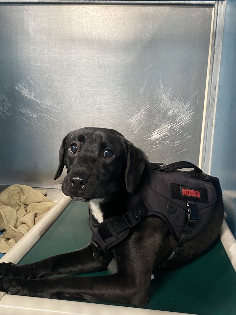 Shelter Stray Female Dog last seen Near Monument Road, San Diego, CA, 92154, 5500 Gaines St, San Diego, CA 92110, USA
