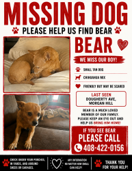 Lost Male Dog last seen Miramonte, Morgan Hill, CA 95037
