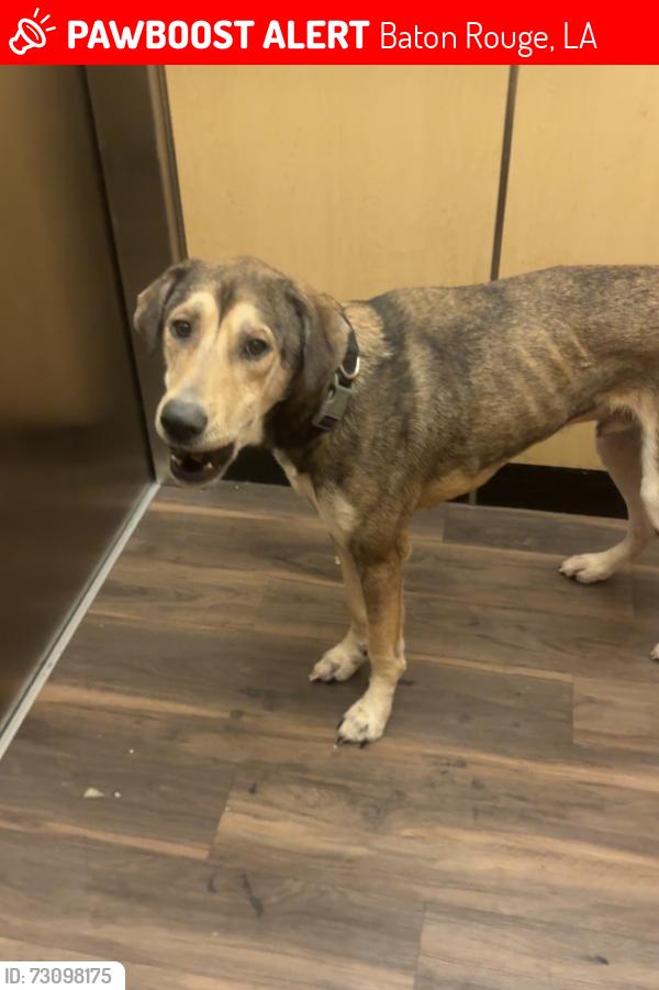 Lost Male Dog last seen Siegen and perkins, Baton Rouge, LA 70810