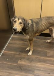 Lost Male Dog last seen Siegen and perkins, Baton Rouge, LA 70810